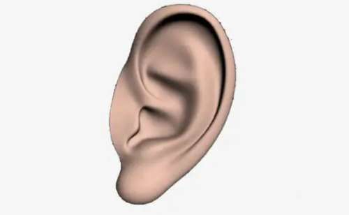 耳朵2.jpg